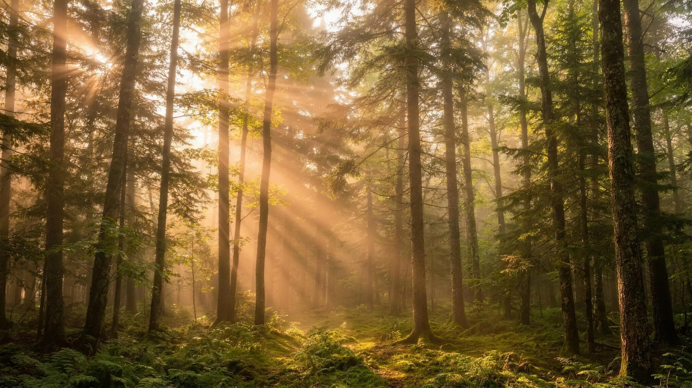 Forêt ensoleillée traversée de rayons de lumière, là où commence le bois massif